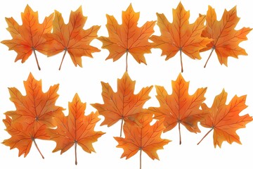 Golden Maple Leaves Scattered on White Background