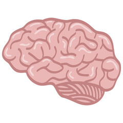 Human Brain Anatomy Illustration Drawing Vector