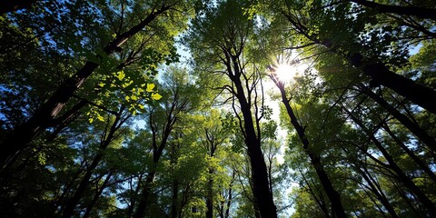 Obraz premium Forest canopy with sunlight filtering through the leaves, shade, foliage