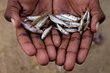 Close-up of small fish in two hands