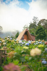 An old wooden house in the forest, surrounded by nature and hydrangeas. A peaceful rural landscape.