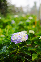 Purple hydrangeas in full bloom, waiting to be harvested.