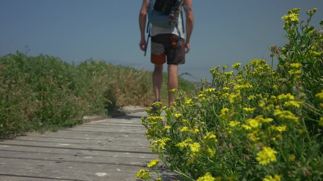 Man walks along a coastal boardwalk as seabirds take flight, low angle with yellow flowers the focus of the frame.