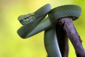snake, viper snake, tropidolaemus subannulatus, a viper snake tropidolaemus subannulatus perched on a tree trunk
