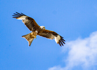 Falke im Flug
