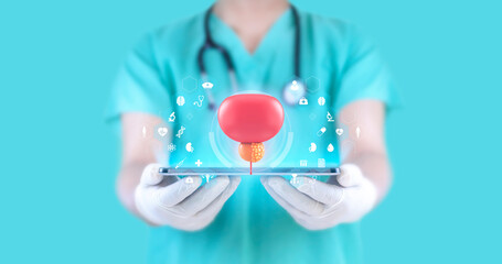 Bladder and prostate in a hologram. Modern prostate cancer treatment concept. Doctor holding a...