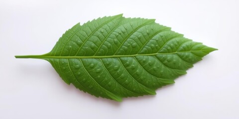 Fototapeta premium Unconventional leaf shape with serrated edges and a central vein, tropical vegetation, tropical forest botany, wilderness exploration