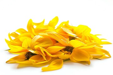 Obraz premium Beautiful sunflower petals isolated on white background