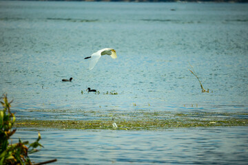 egrets on lakeside shoreline
