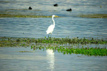 egrets on lakeside shoreline
