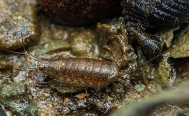 Sea Roach crawling on rocks in intertidal zone.