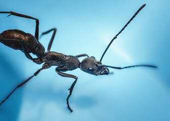 Black ant crawling on light blue background: extreme close-up perspective.