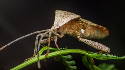 Curious dock bug perched on vibrant green leaf.
