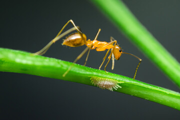 Naklejka premium Weaver ant exploring a green plant stem and mealybug.