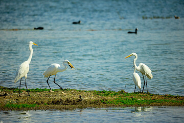 Obraz premium egrets on lakeside shoreline 