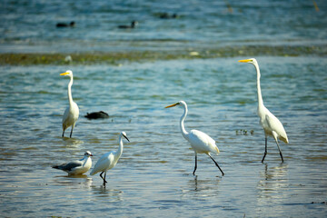 egrets on lakeside shoreline
