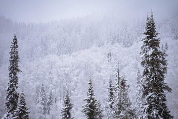 snowy forest