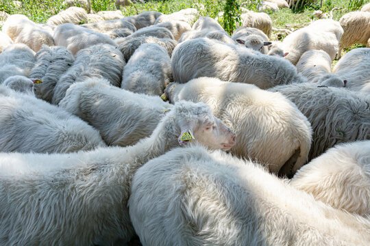 Schafe am Niederrhein
