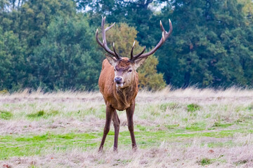 Stag Deer