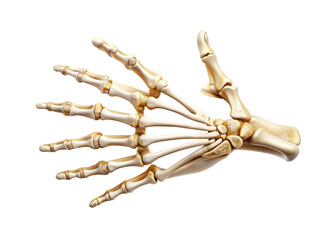 High-Resolution Transparent Human Hand Skeleton Anatomy PNG &ndash; Bones of the Hand.