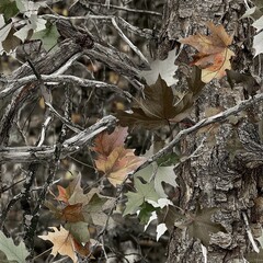 Fototapeta premium Maple Tree Bark Autumn Leaves Camouflage Seamless Pattern Texture