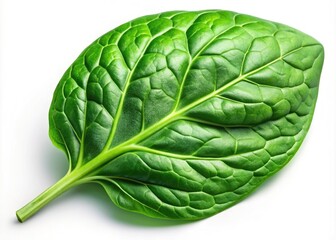 Fototapeta premium Vibrant Green Spinach Leaf Clipart - 3D Illustration of Vegetable Element Isolated on White and Transparent Background for Culinary and Health Designs