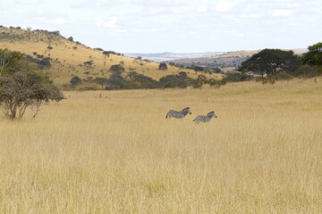 Obraz premium Zebras Running Through Tall Grass in African Savannah