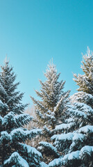 Fototapeta premium Snow-covered pine trees against clear blue winter sky