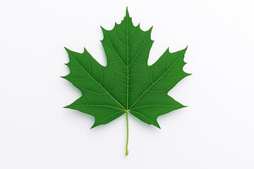 Detailed green maple leaf isolated on white background, minimalist botanical close-up.