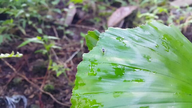 Footage of the jumping spider Phintella bifurcilinea on a leaf. 4k footage shot in a tropical forest. Family Salticidae. Genus Phintella and order Araneae. Found in China, Korea, Vietnam, Japan.