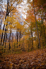 Autumn in the forest. Fall season. Toronto, Canada.