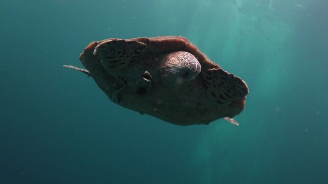 The hawksbill sea turtle (Eretmochelys imbricata) shows penis from cloaca for a seconds