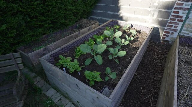 Gardening planted kale and healthy organic vegetables in garden sunlight