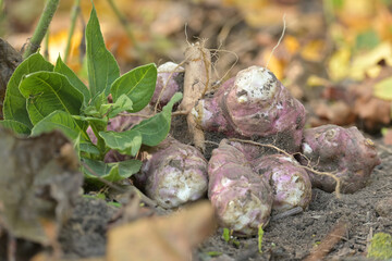 Freshly harvested Jerusalem artichokes in organic garden