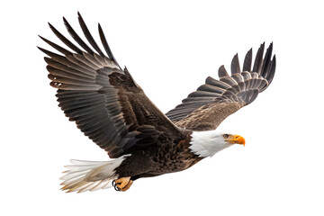 Obraz premium Bald Eagle is spreading its wings and flying isolated on a transparent background