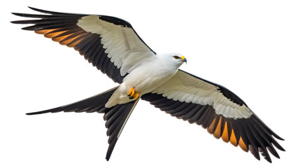 Obraz premium Front view, Swallowtail Kite is spreading its wings and flying isolated on a transparent background