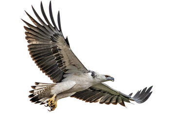 Fototapeta premium Harpy Eagle is spreading its wings and flying isolated on a transparent background