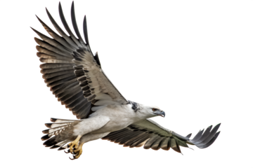 Harpy Eagle is spreading its wings and flying isolated on a transparent background