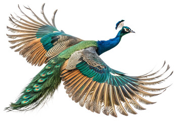 Peacock is spreading its wings and flying isolated on a transparent background © Big