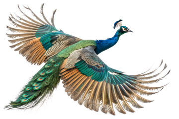 Peacock is spreading its wings and flying isolated on a transparent background