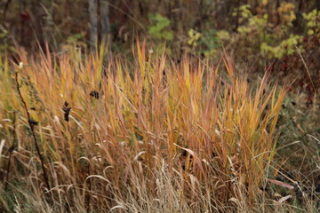 grass in the wind