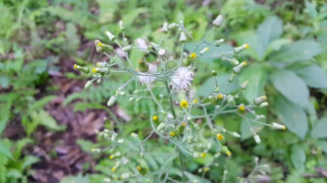 Common Groundsel or Senecio vulgaris flower footage. 4k footage shot in tropical forest. senecio quadridentatus, Common Groundsel, Senecio vulgaris, Māori pahokoraka, pekapeka.