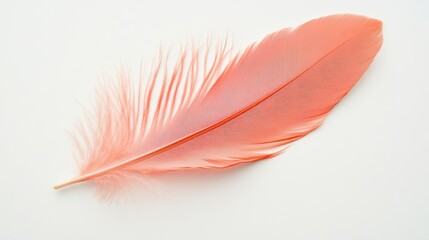 A Single Pink Feather