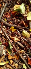 Fall debris 