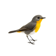 Fototapeta premium Yellow-rumped Flycatcher Bird on White Background