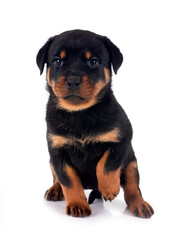 puppy rottweiler in studio