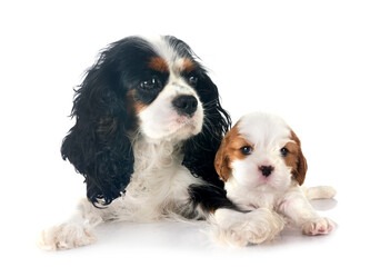 puppy and female cavalier king charles