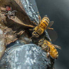 Bees Drinking at fountain with Spider