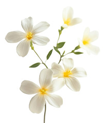 Obraz premium PNG Winter jasmine flower photography petal.