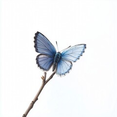 Fototapeta premium nice elegant butterfly with isolate white background
